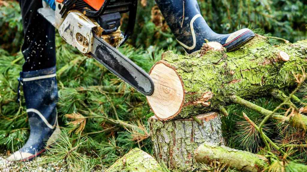 Baum Fällen Welche Jahreszeit