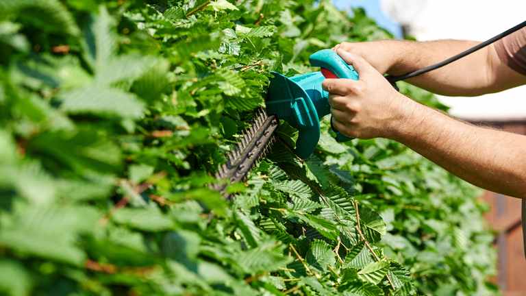 Hecke beim Beschneiden Hecke beim Beschneiden