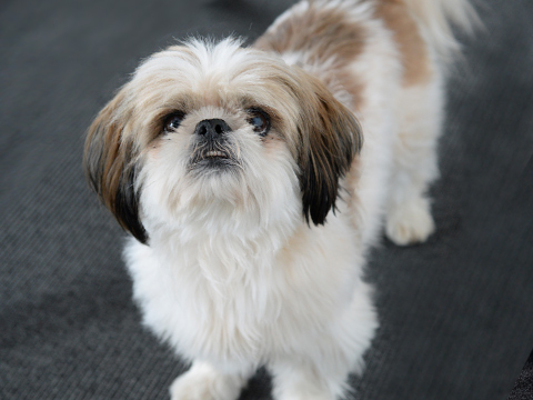 Hund Georgie