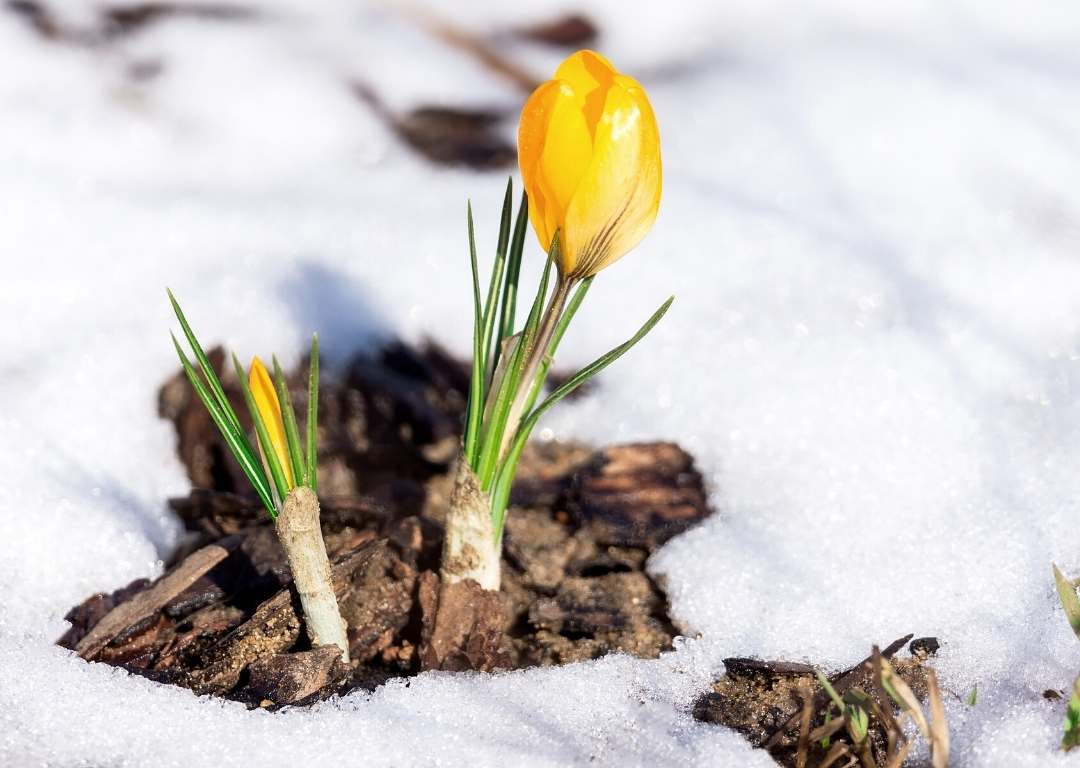 Krokus im Winter Krokus im Winter