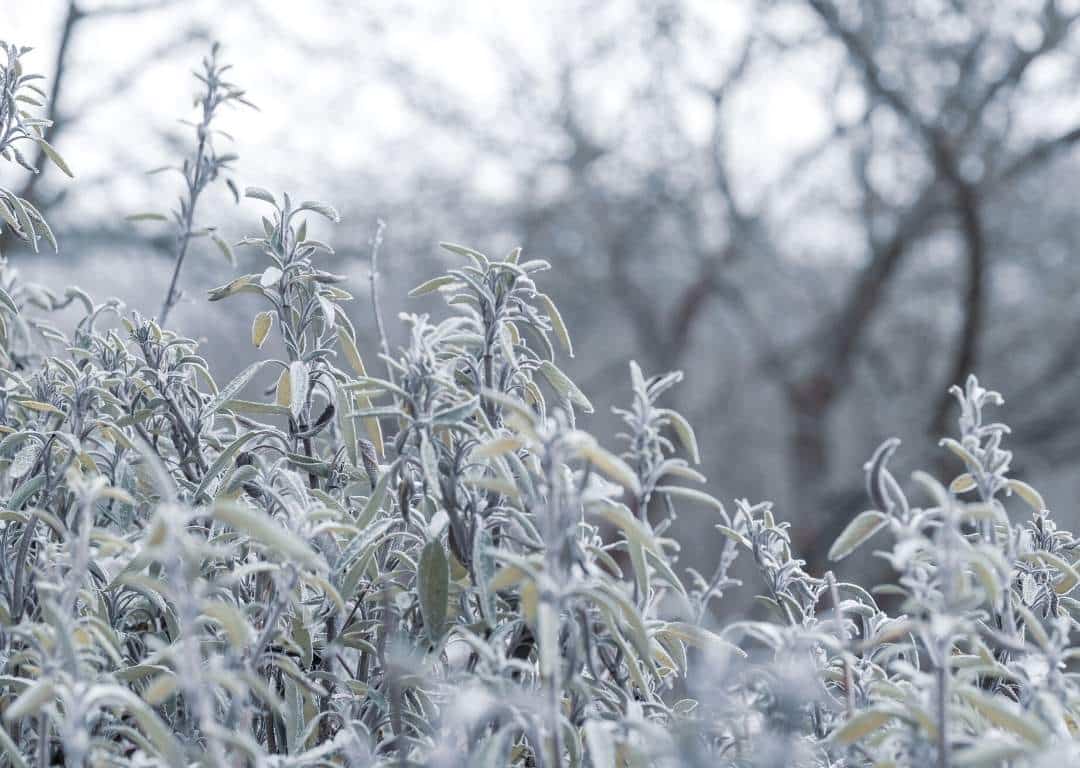 Salbei Pflanze im Winter Salbei Pflanze im Winter