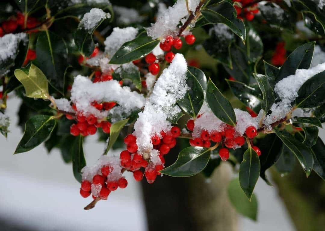 Stechpalme im Winter Stechpalme im Winter