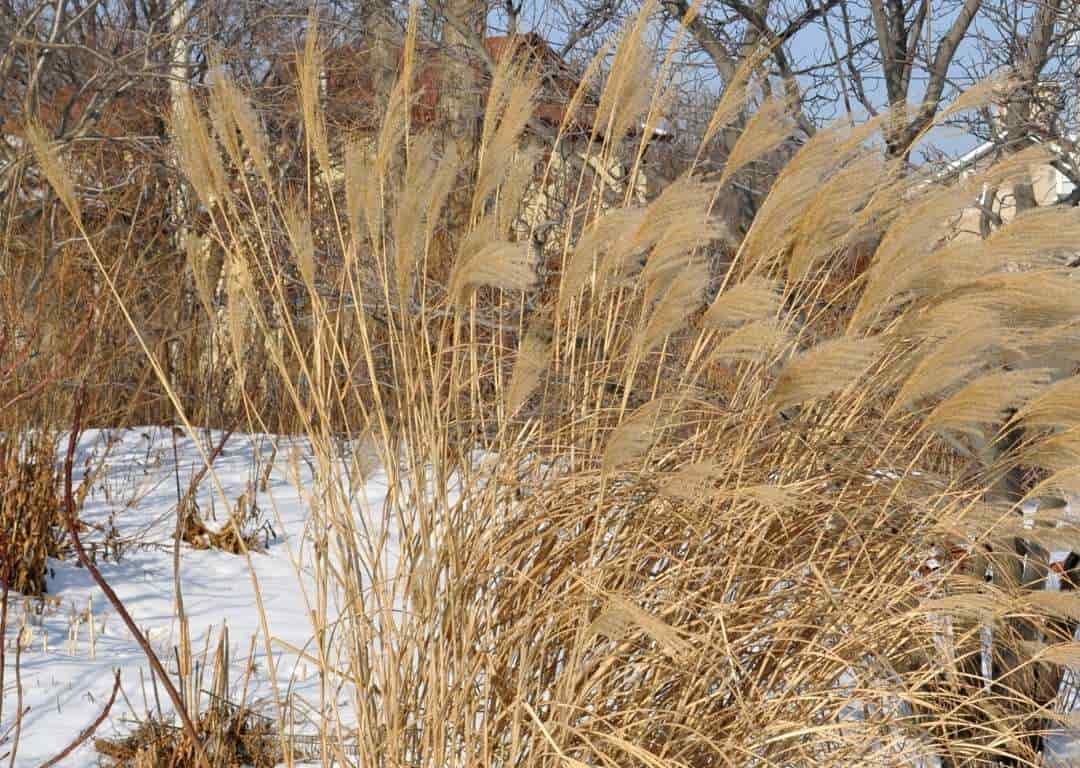 ZIERGRÄSER Winter ZIERGRÄSER Winter