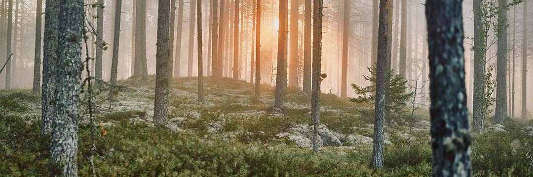 Honka Blockhaus Imagebild Wald